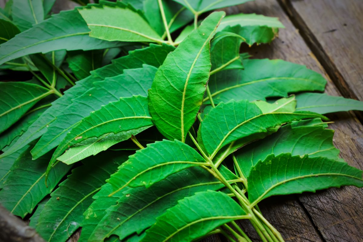 Beberapa helai daun masih dengan tangkai