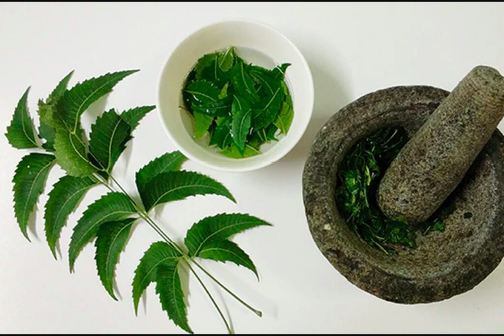 daun mimba yang ditumbuk