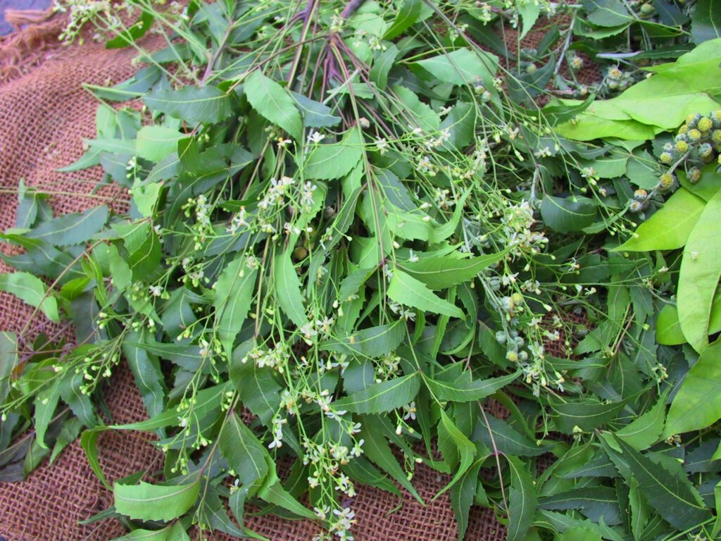 daun mimba