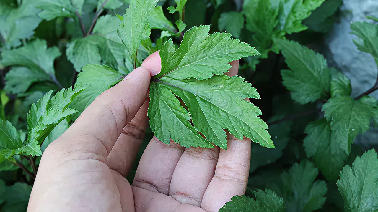 daun purwaceng