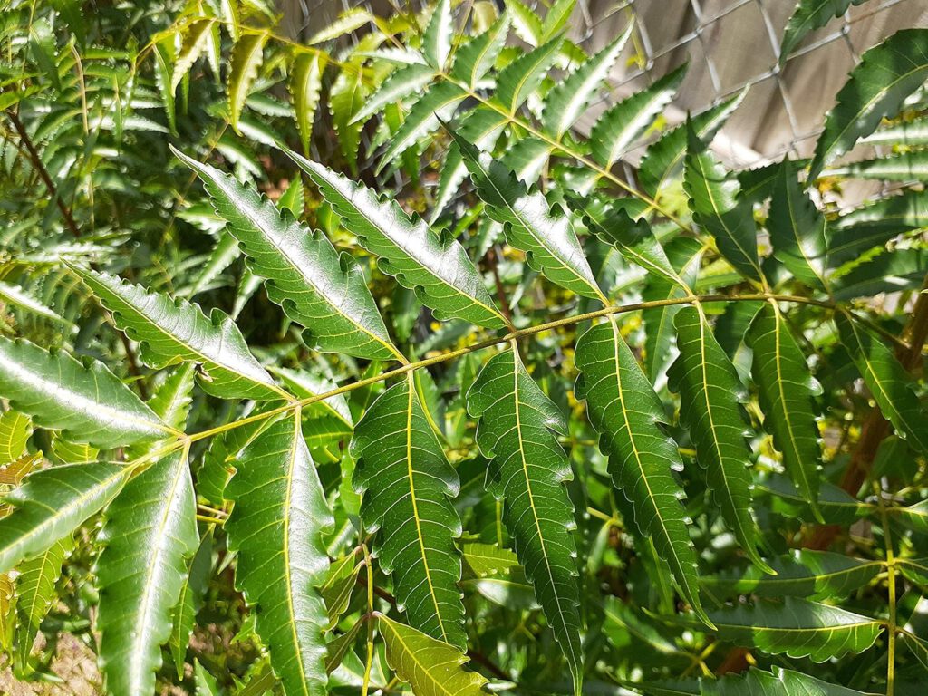 daun neem